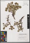 Foto von Salix reticulata L.